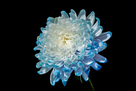 Blue-white chrysanthemum on a black background. Flower head close-up.の写真素材