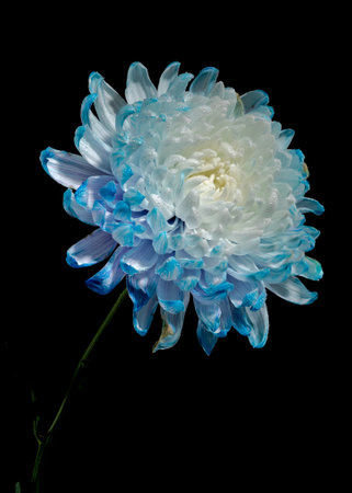 Blue-white chrysanthemum on a black background. Flower head close-up.の写真素材