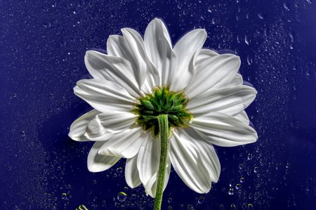 White chamomile flower head with drops of water on a blue background. Flower head close-up studio shotの写真素材