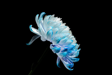 Blue-white chrysanthemum on a black background. Flower head close-up.の写真素材