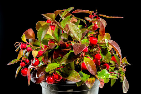 Red Gaultheria procumbens or eastern teaberry on a black background close-up.の写真素材