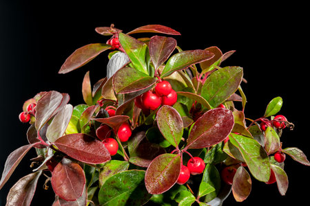 Red Gaultheria procumbens or eastern teaberry on a black background close-up.の写真素材