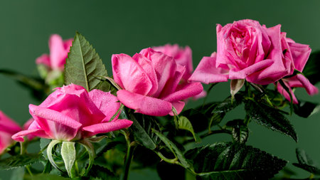 Pink tea rose Hot kiss kordana on a green background. Flower head close-up.の写真素材