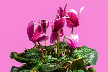 Blossoming cyclamen persicum flowers. Close-up on a pink backgroundの写真素材