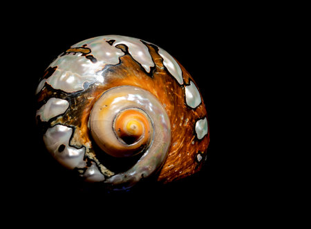 Pearly snail sea shell of Turbo sarmaticus South African turban on a black backgroundの写真素材
