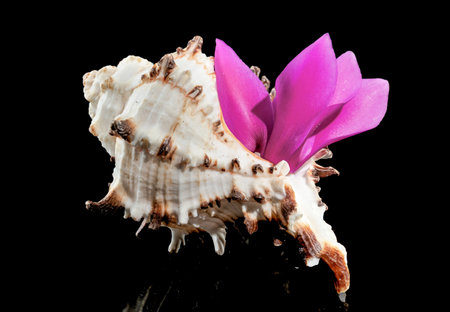 Close-up of Murex Indivia Longspine sea shell on a black backgroundの写真素材