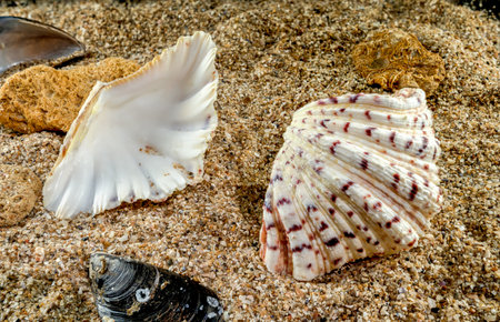 Hippopus hippopus sea shell on a yellow sand