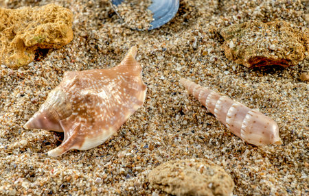 Strombidae seastar shell on the sandの写真素材