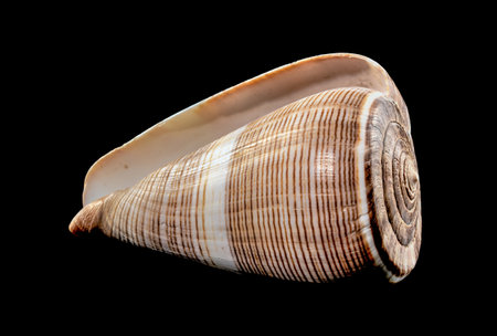 Close-up of Conus Figulinus sea shell on a black backgroundの写真素材