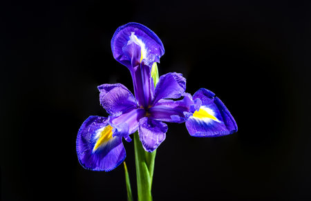 Beautiful Dutch iris isolated on black background. Flower head close-up.の写真素材