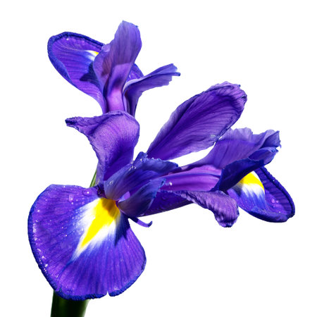 Beautiful Dutch iris isolated on white background. Flower head close-up.の写真素材