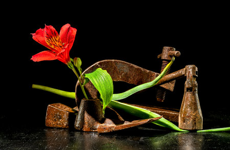 Creative still life with old rusty metal tool and red Alstroemeria flower on a black backgroundの写真素材