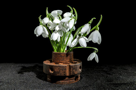 Creative still life with old rusty metal tool and white snowdrops flower on a black sand backgroundの写真素材