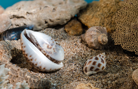 Tiger Cowrie sea shell underwater. Shell on the seabedの写真素材