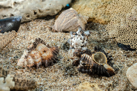 Murex Indivia Longspine sea shells underwater on the seabed