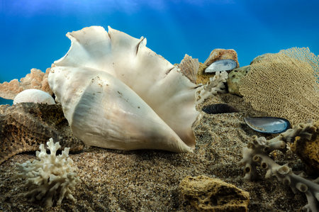 White Lambis truncata sea shell underwater. Shell on the seabedの写真素材