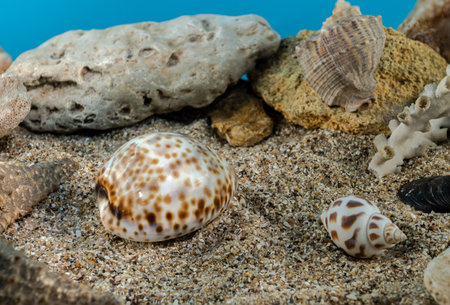 Tiger Cowrie sea shell underwater. Shell on the seabedの写真素材