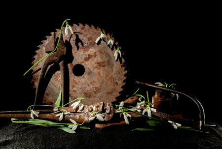 Creative still life with old rusty metal tool and white snowdrops flower on a black sand background