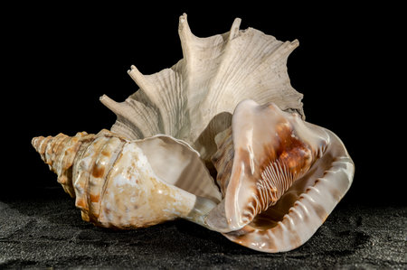 Still life Composition of the three big seashells on a black sand background.