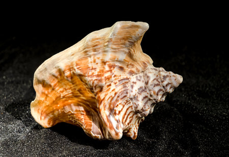 Lobatus raninus or hawk-wing conch sea shell on a black sand background