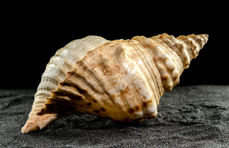 Big Pleuroploca trapezium or trapezium horse conch sea shell on a black sand background
