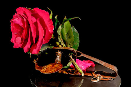 Creative still life with beautiful red rose in an old rusty mousetrap on a black backgroundの写真素材