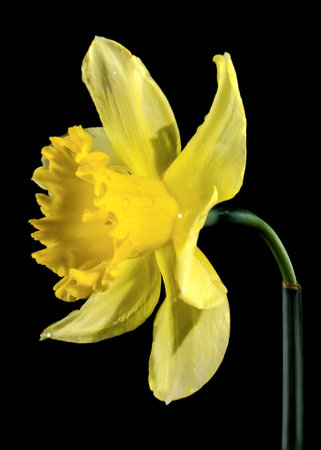Beautiful blooming yellow narcissus flower isolated on a black background. Flower head close-up.の写真素材