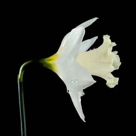 Beautiful blooming white narcissus flower isolated on a black background. Flower head close-up.の写真素材