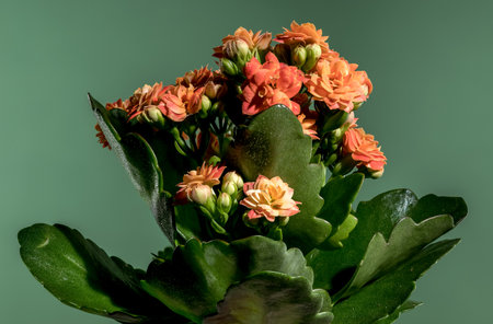 Beautiful blooming Orange kalanchoe flowers on a green background. Flower heads close-up.