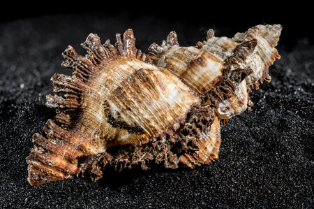Hexaplex princeps sea snail shell on a black sand background close-up