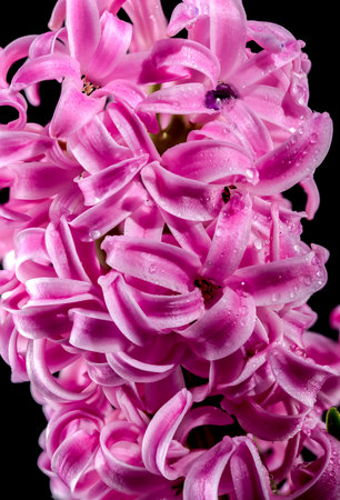 Beautiful blooming pink Hyacinth flower on a black background. Flower head close-up.の写真素材