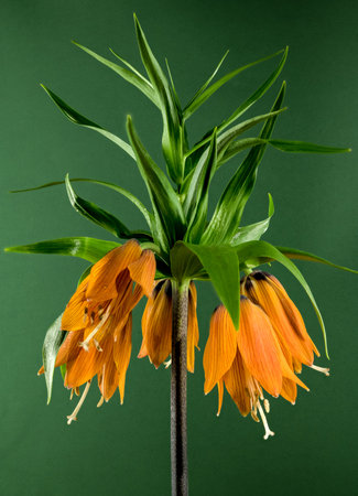 Beautiful Crown imperial flower blossom on a green background. Flower head close-up.