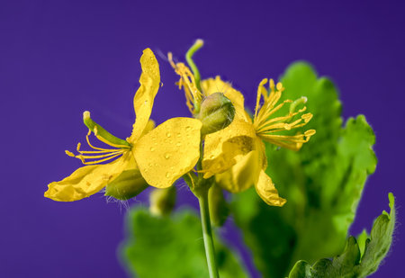Beautiful Blooming yellow lesser celandine or ficaria verna on a purple background. Flower head...