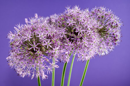 Beautiful Blooming pink flowers of allium aflatunense or ornamental onion on a purple background. Flower head close-up.の写真素材