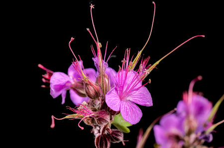 Beautiful Blooming flowers of Geranium Cambridge on a black background. Flower head close-up.の写真素材