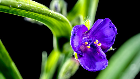 Beautiful Blooming violet Tradescantia flowers on a black background. Flower head close-up.の写真素材