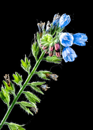 Beautiful Blooming Symphytum officinale flowers on a black background. Flower head close-up.の写真素材