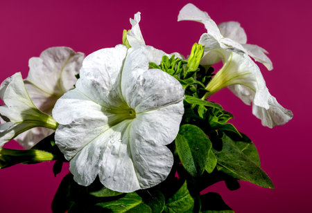 Beautiful Blooming white Petunia surfinia snow flowers on a Crimson background. Flower head close-up.の写真素材