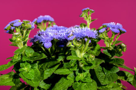 Beautiful Blooming blue Ageratum Bluemink flowers on a Crimson background. Flower head close-up.の写真素材