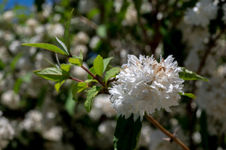 Beautiful Blooming white deutzia in a garden on a green leaves backgroundの写真素材