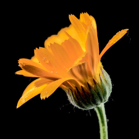 Beautiful Blooming Calendula officinalis flowers on a black background. Flower head close-up.の写真素材
