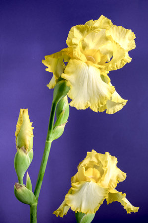Beautiful Blooming yellow iris flower on a purple background. Flower head close-up.の写真素材