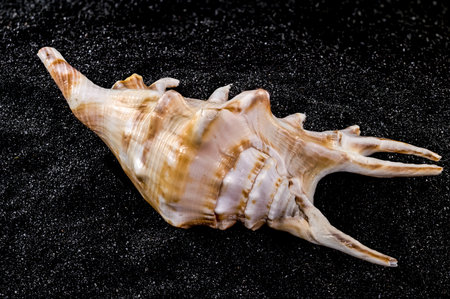 Close-up of Scorpion conch seashell on a black sand background