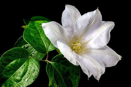 Beautiful Blooming white clemantis Arabella flower isolated on a black background. Flower head close-up.の写真素材
