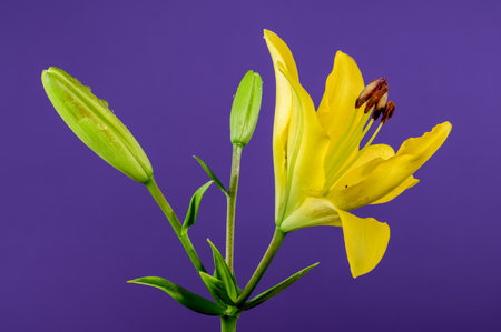Beautiful Blooming yellow lily flower on a blue background. Flower head close-up.