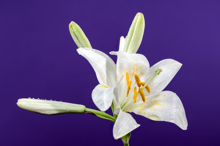 Beautiful Blooming white lily flower on a blue background. Flower head close-up.の写真素材