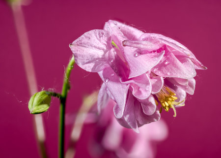 Beautiful Blooming Pink Aquilegia or columbine on a pink background. Flower head close-up.の写真素材