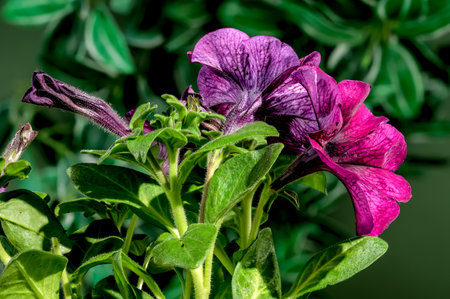 Beautiful Blooming pink Petunia Prism Raspberry Sunday flowers on a green leaves background. Flower head close-up.の写真素材