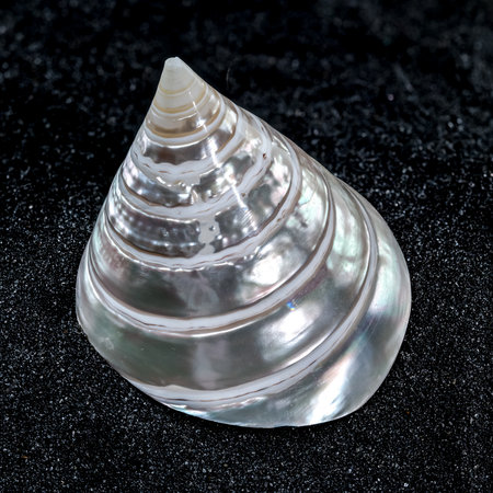 Close-up of Tectus Pyramis Pearl sea shell on a black sand background