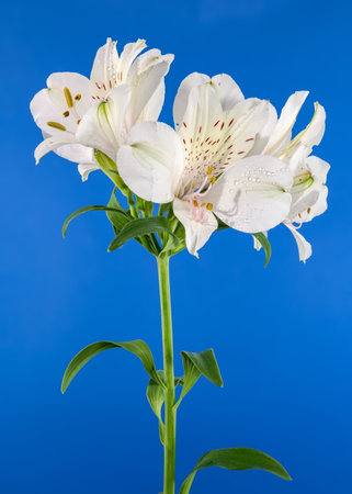 Beautiful Blooming white Alstroemeria flower on a blue background. Flower heads close-up.の写真素材